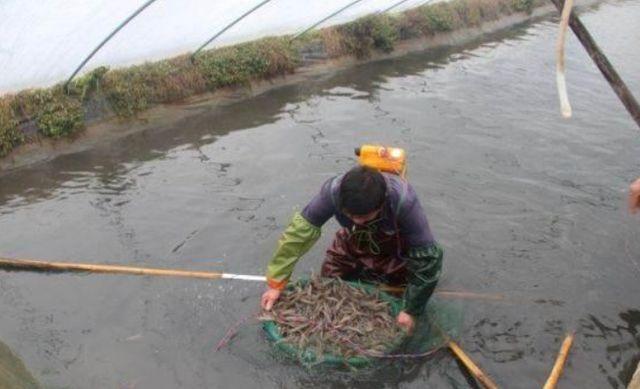 水产品遭遇转机,价格猛涨2倍,渔民:终于能过个好年了|养殖户|养殖业