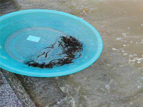 广州塘角鱼苗养殖-活泼水产优质厂家-广州塘角鱼苗养殖供应