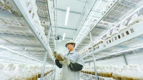 福建省首个绣球菌工厂化栽培项目在尤溪投产
