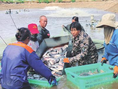 天镇县谷前堡镇天之润热带鱼养殖基地,工人们正忙着对池塘的罗非鱼进行集中捕捞、销售(资料图片)。