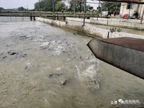 本地鲜鱼即将上市 蔡甸多举措确保水产品量足价稳