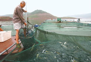 河南济源水产品获丰收,库区全面开始捕捞